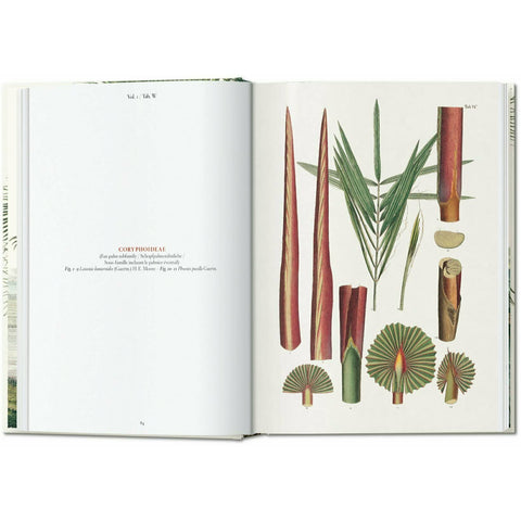 Martius. The Book of Palms. 40th Ed.
