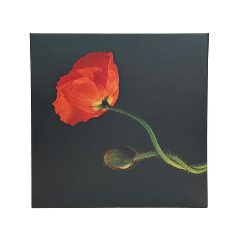 Robert Mapplethorpe Notecard Set