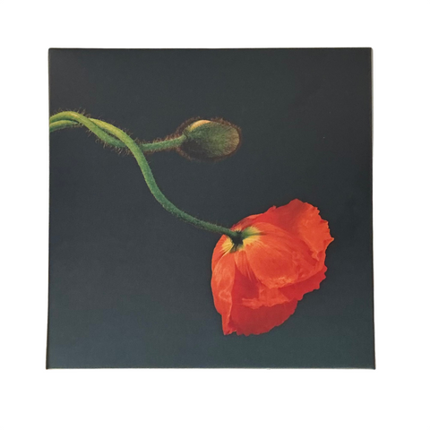 Robert Mapplethorpe Notecard Set