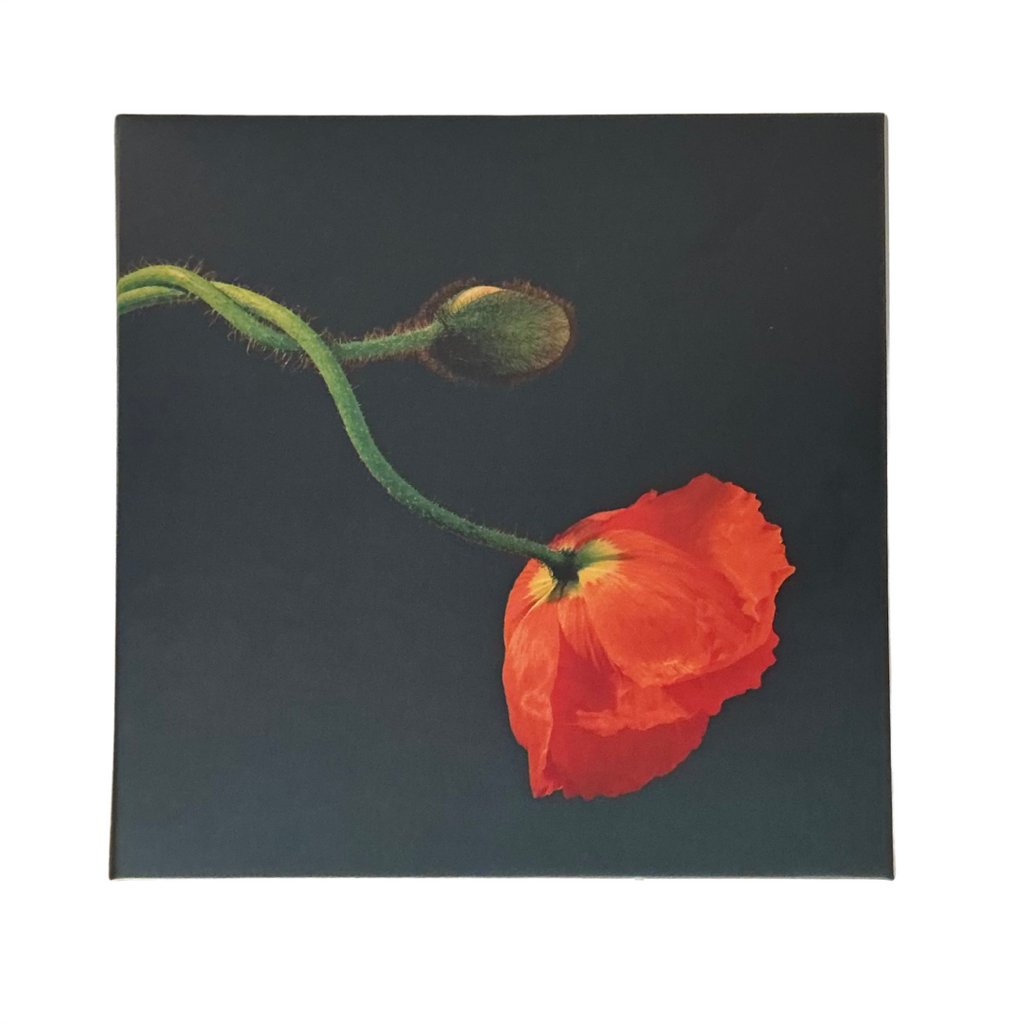 mapplethorpe まとめ売り Robert Mapplethorpe Notecard Set – LACMA Store