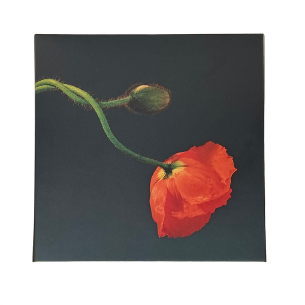 Robert Mapplethorpe Notecard Set – LACMA Store