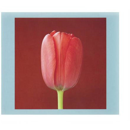 Robert Mapplethorpe Flowers Mini Notecard Set